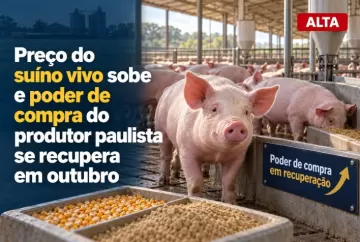 Preço do suíno vivo sobe e poder de compra do produtor paulista se recupera em outubro