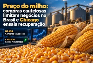 Preço do milho: compras cautelosas limitam negócios no Brasil e Chicago ensaia recuperação