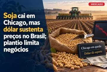 Soja cai em Chicago, mas dólar sustenta preços no Brasil; plantio limita negócios