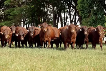 Cruzamento com Senepol pode elevar receita na desmama em R$ 500 por bezerro, aponta associação