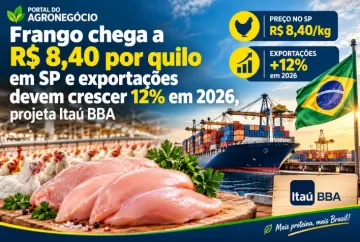 Frango chega a R$ 8,40 por quilo em SP e exportações devem crescer 12% em 2026, projeta Itaú BBA