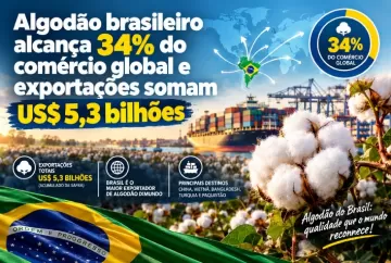 Algodão brasileiro alcança 34% do comércio global e exportações somam US$ 5,3 bilhões