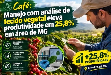 Café: manejo com análise de tecido vegetal eleva produtividade em 25,8% em área de MG