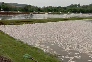 Falta de energia no campo ameaça piscicultura do Paraná e provoca morte de 450 mil peixes
