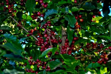Prêmio Ernesto Illy recebe 481 amostras de café e selecionará 40 finalistas