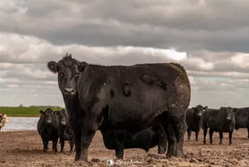 Rota Angus percorre cinco cidades do RS com foco em carne certificada e valorização do produtor