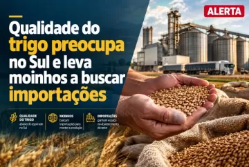 Qualidade do trigo preocupa no Sul e leva moinhos a buscar importações