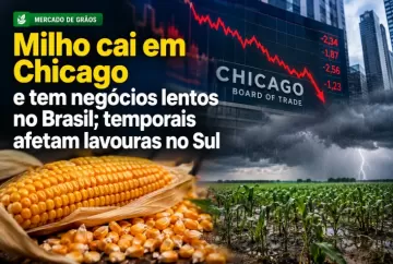 Milho cai em Chicago e tem negócios lentos no Brasil; temporais afetam lavouras no Sul