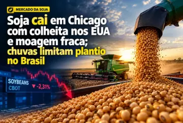 Soja cai em Chicago com colheita nos EUA e moagem fraca; chuvas limitam plantio no Brasil
