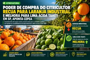Poder de compra do citricultor recua para laranja industrial e melhora para lima ácida tahiti em SP, aponta Cepea