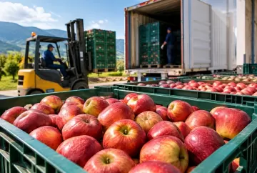 Exportações brasileiras de maçã disparam 254,9% em 2026, mas preço médio recua em ano de supersafra