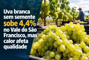 Uva branca sem semente sobe 4,4% no Vale do São Francisco, mas calor afeta qualidade