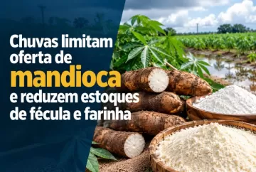 Chuvas limitam oferta de mandioca e reduzem estoques de fécula e farinha