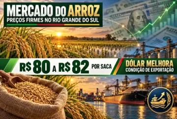 Arroz mantém preços entre R$ 80 e R$ 82 no RS; dólar melhora condição de exportação