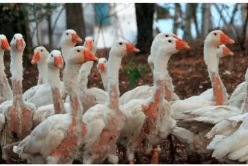 Câmara: comissão aprova proibição de penas e plumas animais em fantasias, com multas de até R$ 1 milhão