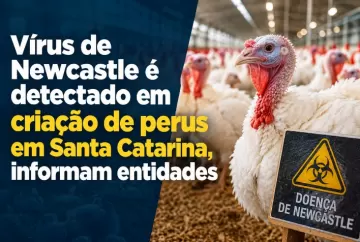 Vírus de Newcastle é detectado em criação de perus em Santa Catarina, informam entidades