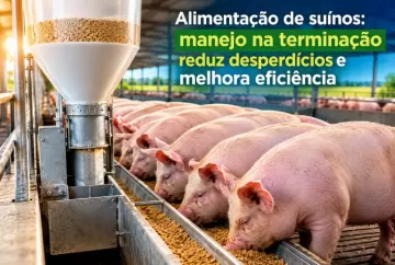 Alimentação de suínos: manejo na terminação reduz desperdícios e melhora eficiência