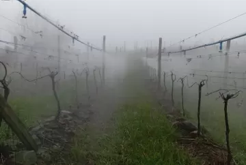 El Niño aumenta riscos para os vinhedos e exige atenção redobrada na próxima safra de uvas