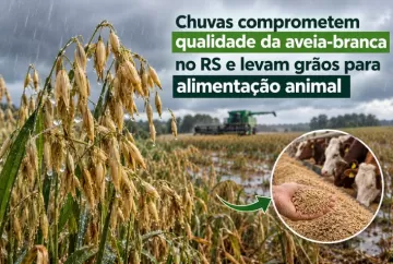 Chuvas comprometem qualidade da aveia-branca no RS e levam grãos para alimentação animal