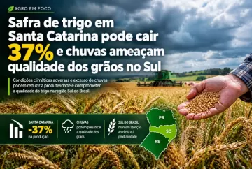 Safra de trigo em Santa Catarina pode cair 37% e chuvas ameaçam qualidade dos grãos no Sul