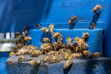 Polinização agrícola: boas práticas e diálogo ajudam a proteger abelhas no campo