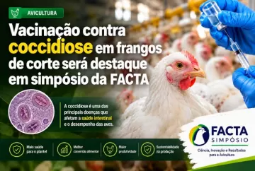 Vacinação contra coccidiose em frangos de corte será destaque em simpósio da FACTA