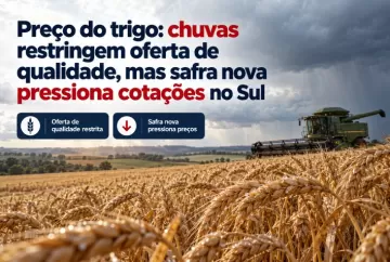 Preço do trigo: chuvas restringem oferta de qualidade, mas safra nova pressiona cotações no Sul