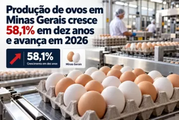 Produção de ovos em Minas Gerais cresce 58,1% em dez anos e avança em 2026