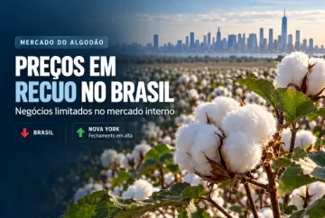 Algodão recua no Brasil com negócios limitados, enquanto Nova York fecha em alta