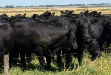 Angus ganha espaço no RS com carne de qualidade, valorização e integração lavoura-pecuária sustentável