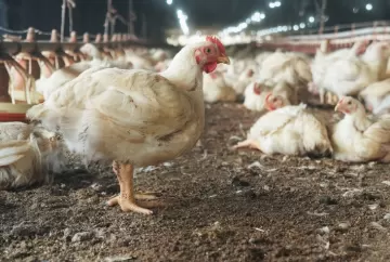 Nutrição de frangos de corte por fase melhora ganho de peso e eficiência alimentar