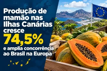 Produção de mamão nas Ilhas Canárias cresce 74,5% e amplia concorrência ao Brasil na Europa