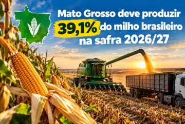 Mato Grosso deve produzir 39,1% do milho brasileiro na safra 2026/27