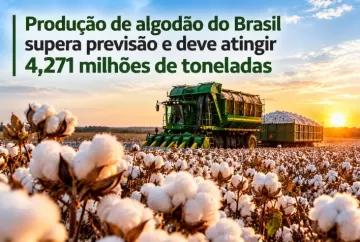 Produção de algodão do Brasil supera previsão e deve atingir 4,271 milhões de toneladas