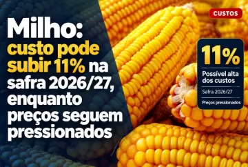 Milho: custo pode subir 11% na safra 2026/27, enquanto preços seguem pressionados