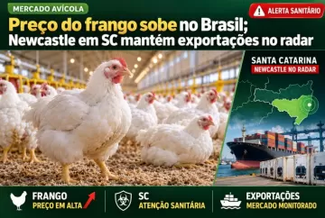 Preço do frango sobe no Brasil; Newcastle em SC mantém exportações no radar