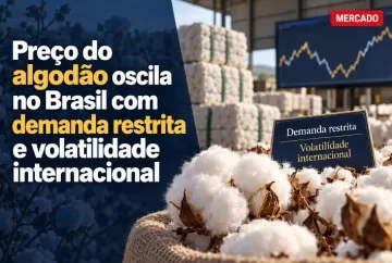 Preço do algodão oscila no Brasil com demanda restrita e volatilidade internacional