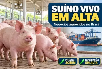 Preço do suíno vivo sobe no Brasil com negócios aquecidos e exportações em alta