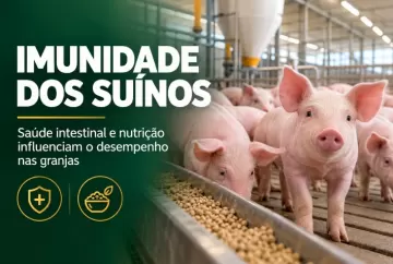 Imunidade dos suínos: saúde intestinal e nutrição influenciam desempenho nas granjas