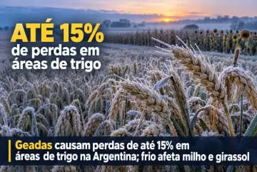Geadas causam perdas de até 15% em áreas de trigo na Argentina; frio afeta milho e girassol