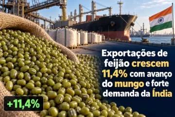 Exportações de feijão crescem 11,4% com avanço do mungo e forte demanda da Índia