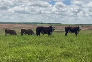 Terminação intensiva a pasto reduz custo da engorda de bovinos para R$ 9 a R$ 12 por dia