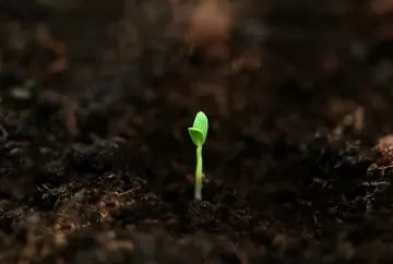 Nanotecnologia no reflorestamento: pesquisas buscam mudas mais resistentes à seca e ao calor