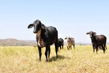Manejo do Girolando: comportamento do rebanho deve orientar cercas e instalações