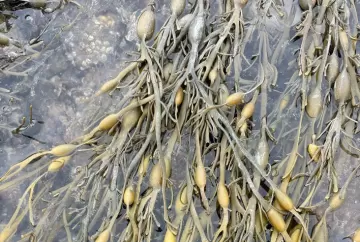 Saúde do solo em clima tropical: manejo e bioestimulantes ajudam a proteger a produtividade agrícola