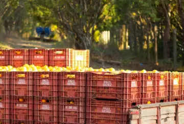 Agricultura familiar em Brumadinho: família produz 3 mil toneladas de alimentos e prepara sucessão rural em Minas Gerais