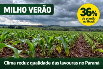 Milho verão chega a 36% de plantio no Brasil, mas clima reduz qualidade das lavouras no Paraná