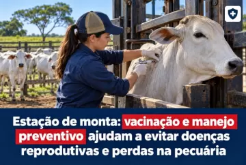 Estação de monta: vacinação e manejo preventivo ajudam a evitar doenças reprodutivas e perdas na pecuária