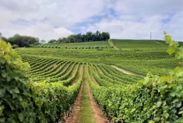 Vale dos Vinhedos reúne 30,4% das amostras representativas na Avaliação Nacional de Vinhos 2026