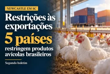 Newcastle em SC: cinco países restringem produtos avícolas brasileiros, aponta boletim